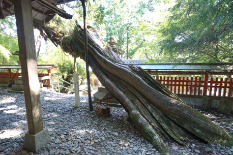 白岩丹生神社のネズ
