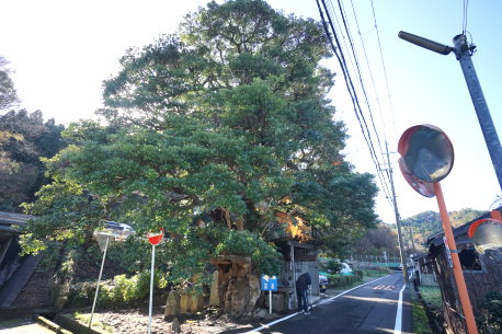 青井木の股地蔵尊のタブノキ