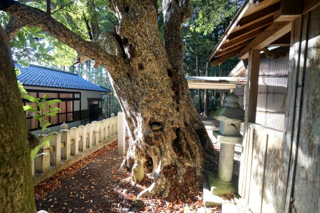 赤崎八幡神社のカゴノキ