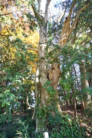 愛宕山古墳のコブシ