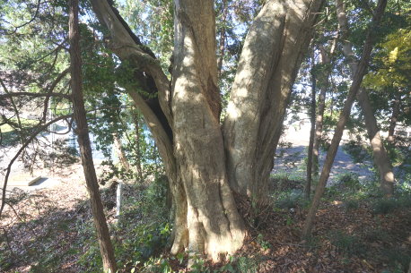 愛宕山古墳のコブシ
