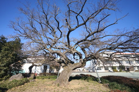 高島小学校のトウグミ