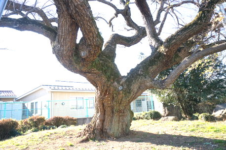 高島小学校のトウグミ