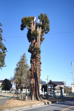 宝蔵寺のコウヤマキ