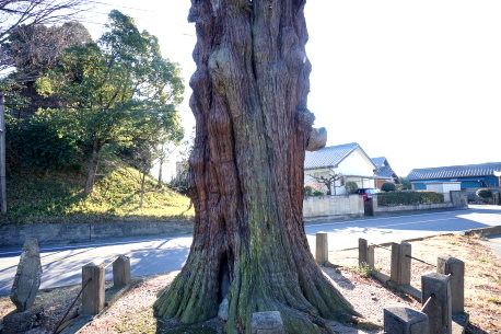 宝蔵寺のコウヤマキ