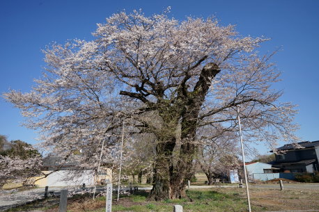 歓喜寺のヒガンザクラ
