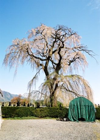 北々条の枝垂桜　No2