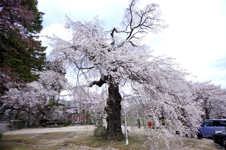 瑠璃寺のシダレザクラ
