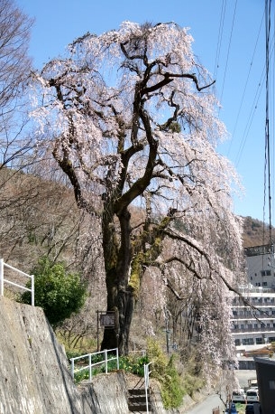 高木のシダレザクラ