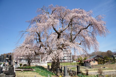 下菅沢の祖霊桜