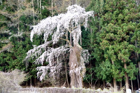 長久保のシダレザクラ