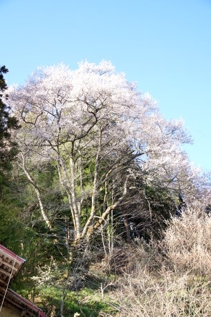 金刀比羅神社神代桜