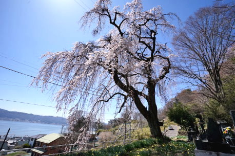 高木のシダレザクラ
