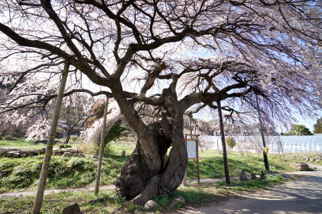 東漸寺のシダレザクラ　No1