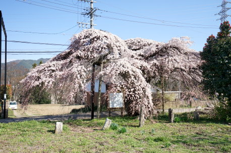 東漸寺のシダレザクラ　No1