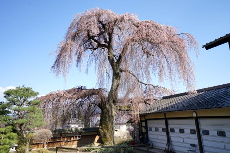 東漸寺のシダレザクラ　No2