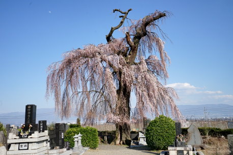 北々条の枝垂桜　No2