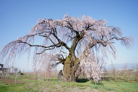 北々条の枝垂桜　No1