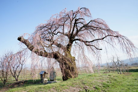 北々条の枝垂桜　No1