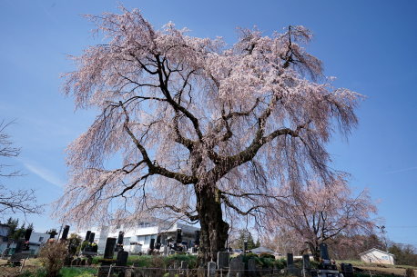下菅沢の祖霊桜