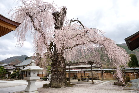 昌福寺のシダレザクラ