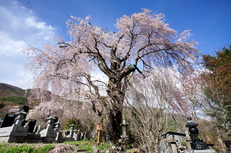 久保のシダレザクラ