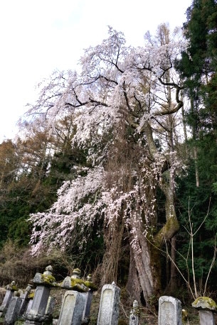 長久保のシダレザクラ