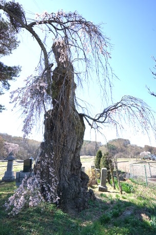 向原のシダレザクラ