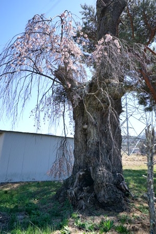 向原のシダレザクラ