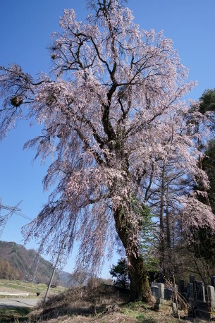 向原共同墓地のシダレザクラ