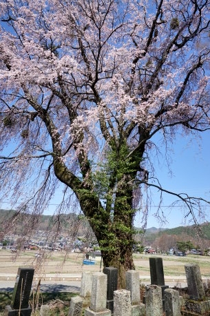 向原共同墓地のシダレザクラ