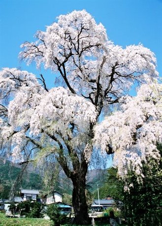 北小倉のシダレザクラ