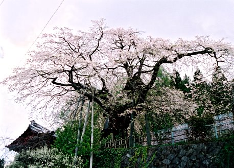 清南寺の夫婦桜