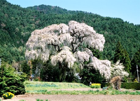 北小倉のシダレザクラ