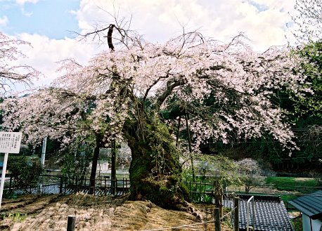 清南寺の夫婦桜