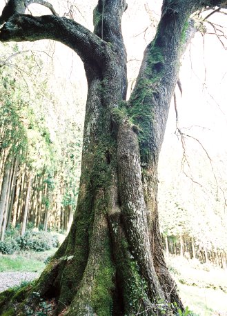 ひよもの枝垂れザクラ