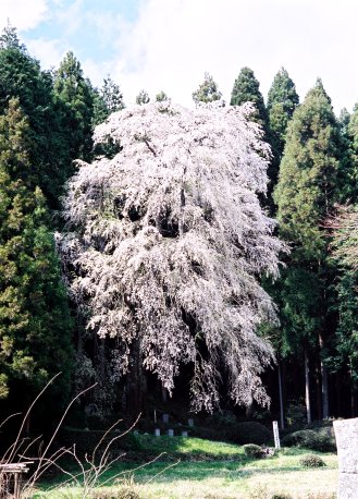 ひよもの枝垂れザクラ