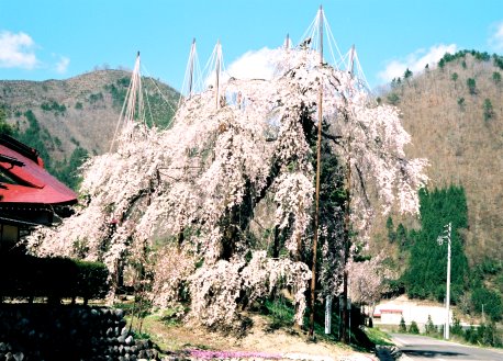 西光寺の枝垂れザクラ