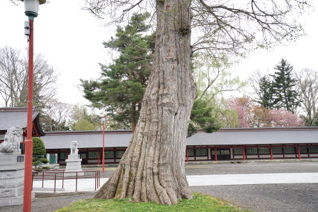 北海道護国神社のハルニレ　No1