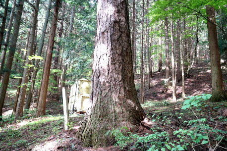 牛伏寺のカラマツ