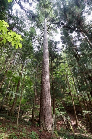 牛伏寺のカラマツ