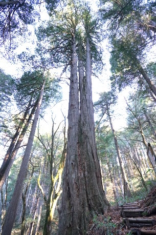 水木沢天然林のサワラ　No1