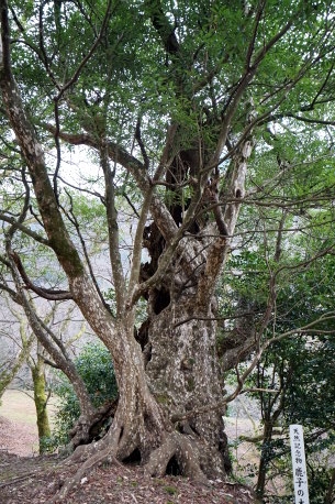 清徳寺のカゴノキ