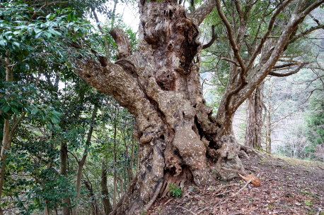 清徳寺のカゴノキ