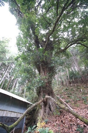 日下部上神社のカシ