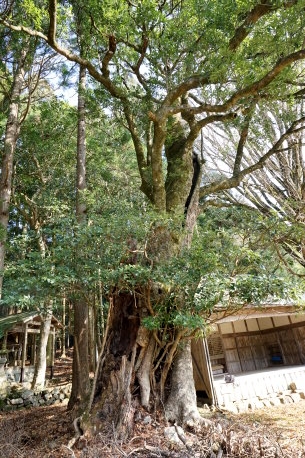 下野神社のタブノキ