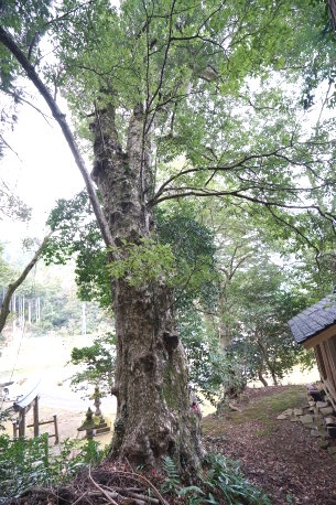 高路神社のカゴノキ
