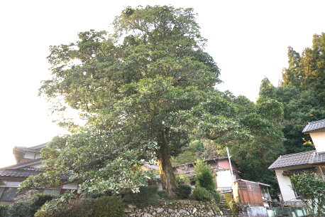 河内荒神のタブノキ