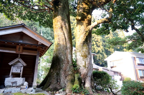 河内荒神のタブノキ