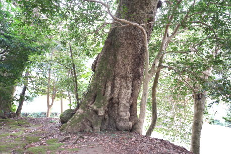 矢矯神社のタブノキ